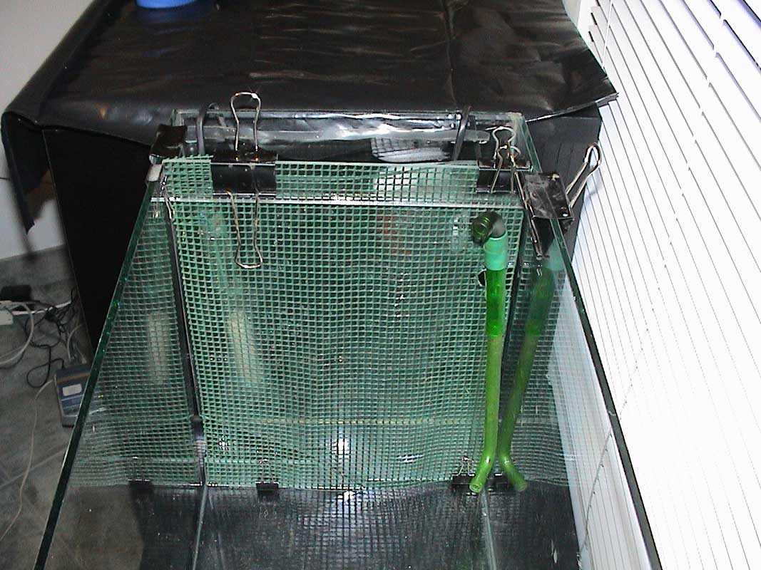 11-11-04aquarium-006.jpg