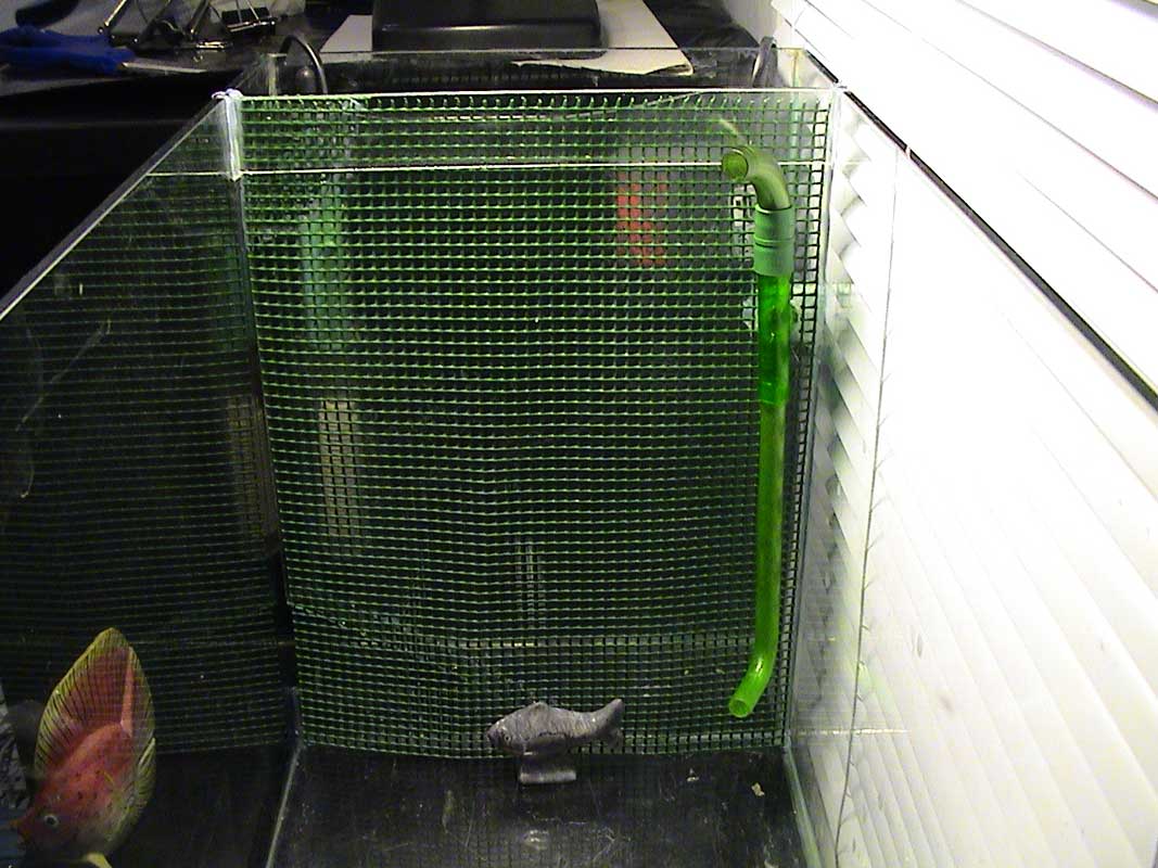 11-11-04aquarium-020.jpg