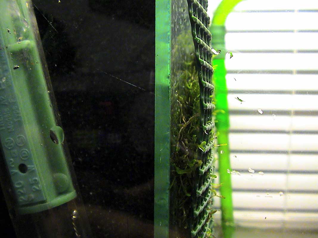 11-11-04aquarium-039.jpg