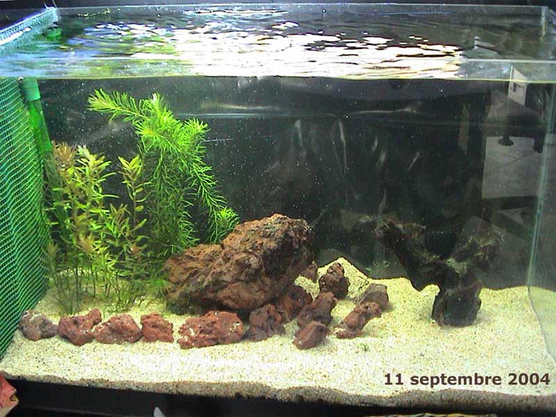 11-11-04aquarium-043.jpg