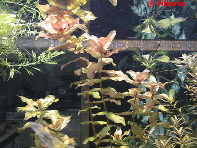 11_02rotala_macrandra03.jpg