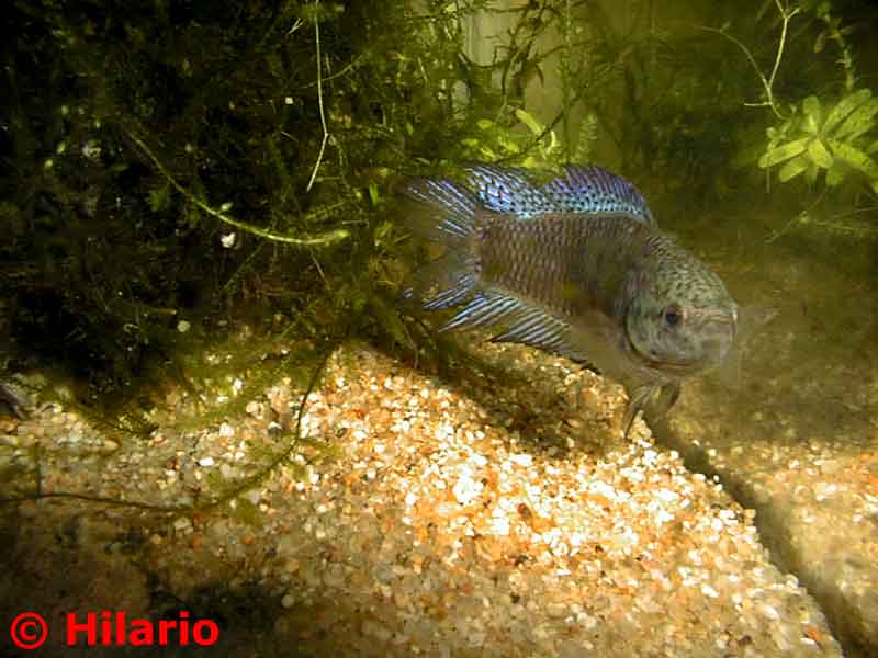 Betta splendens femelle queue double