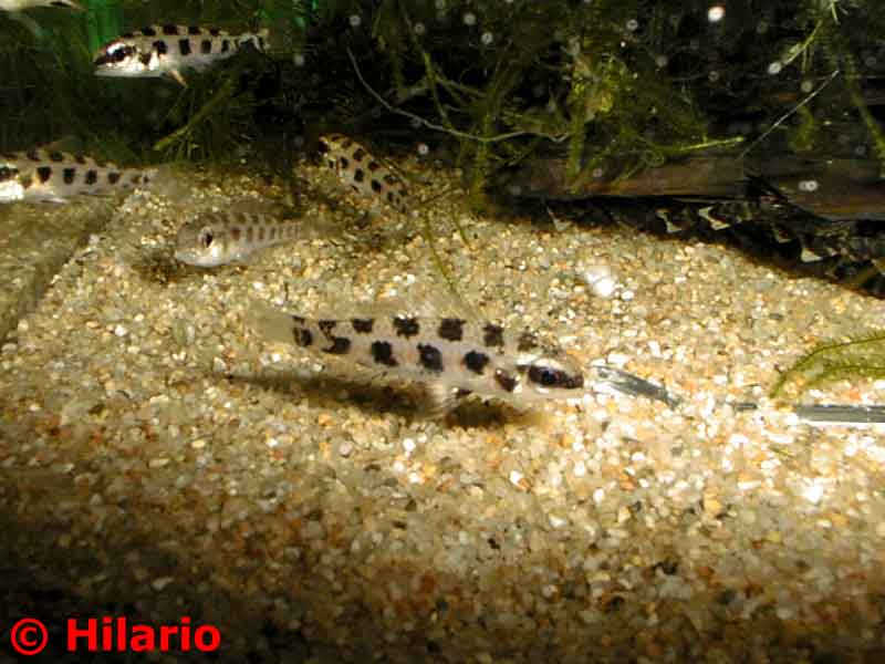 Dicrossus filamentosus