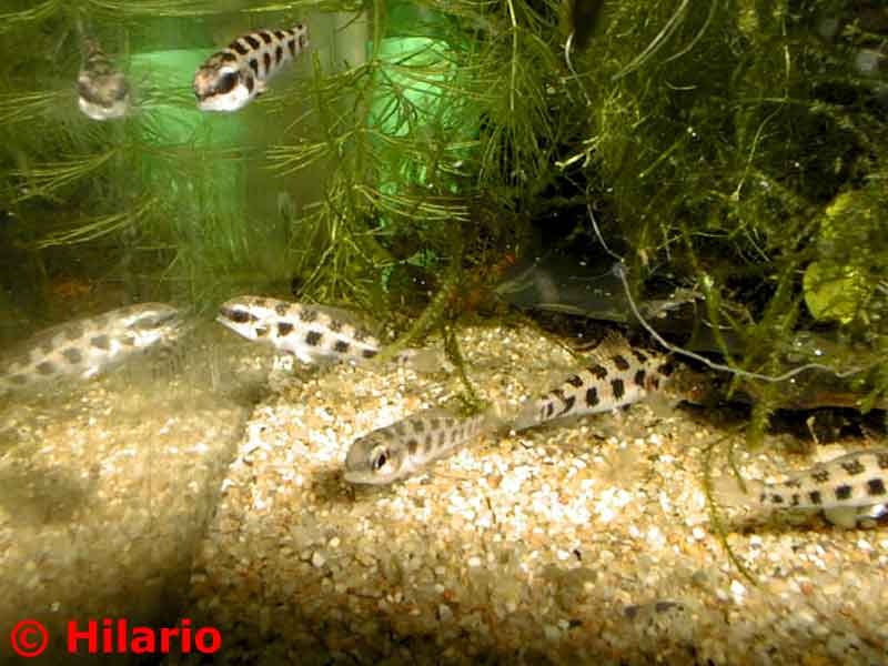 Dicrossus filamentosus