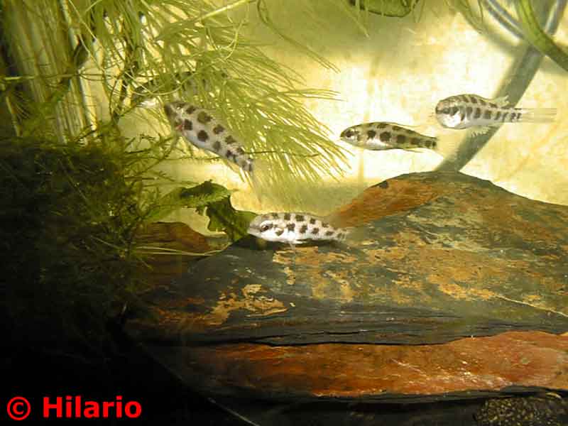 Dicrossus filamentosus
