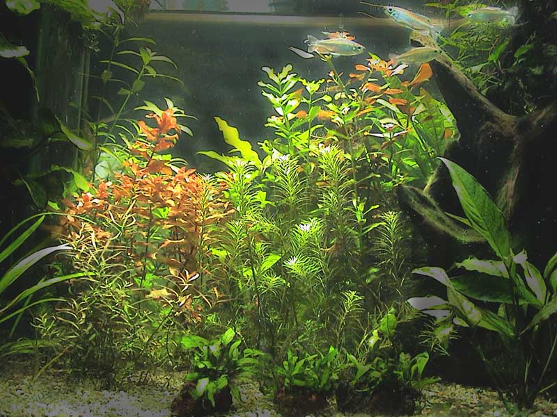 12-02-05aquarium-003.jpg