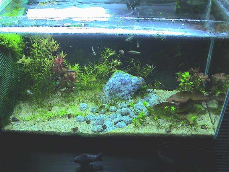 12-02-05aquarium01.jpg