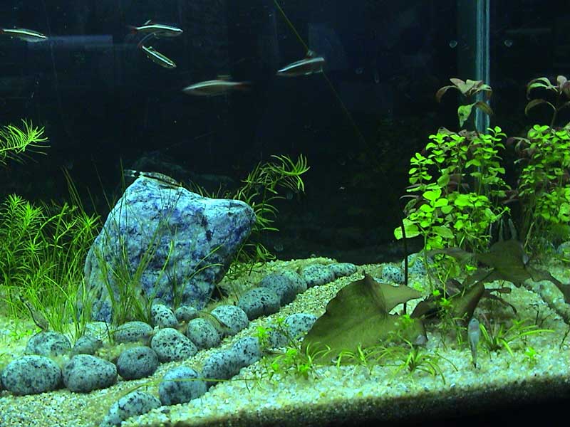 14-01-05aquarium05.jpg