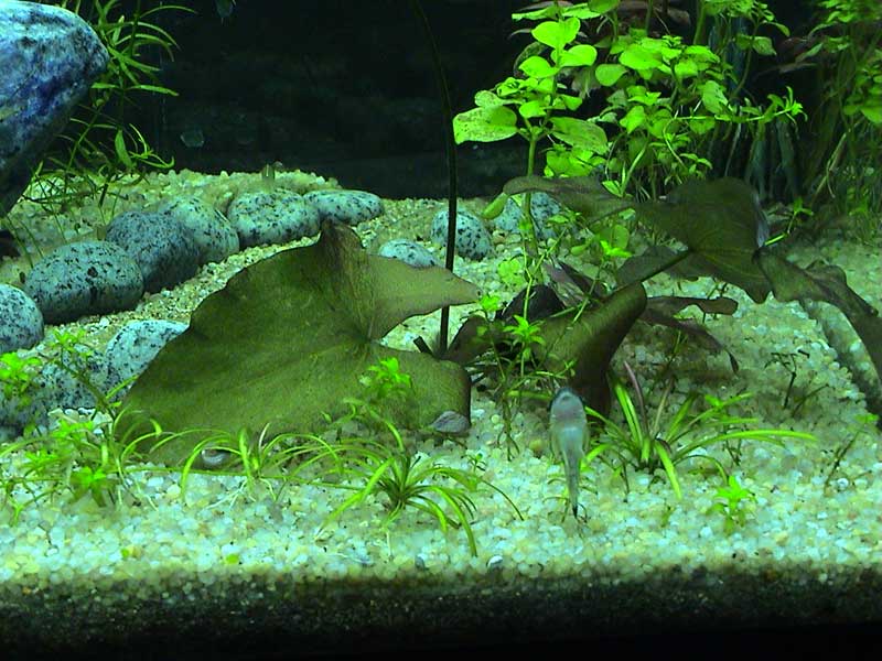 14-01-05aquarium07.jpg