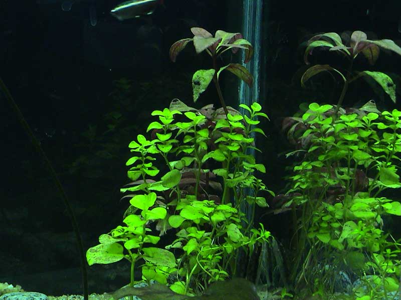 14-01-05aquarium08.jpg