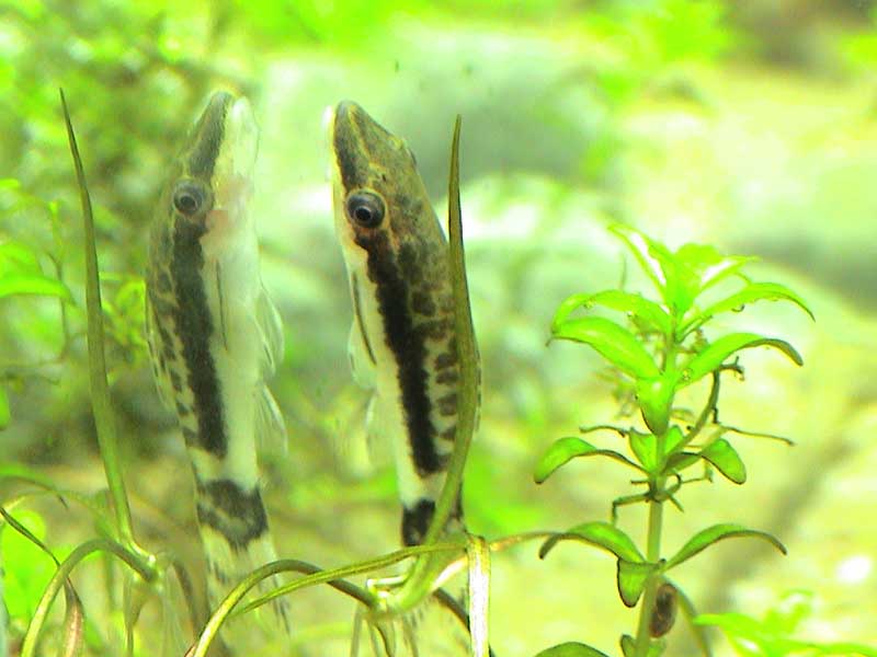 15-02-05aquarium-022.jpg