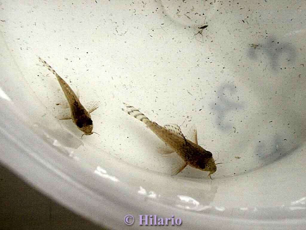 Jeune corydoras sterbai de reproduction amateur