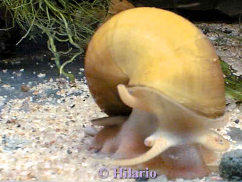15_06ampulaire06.jpg