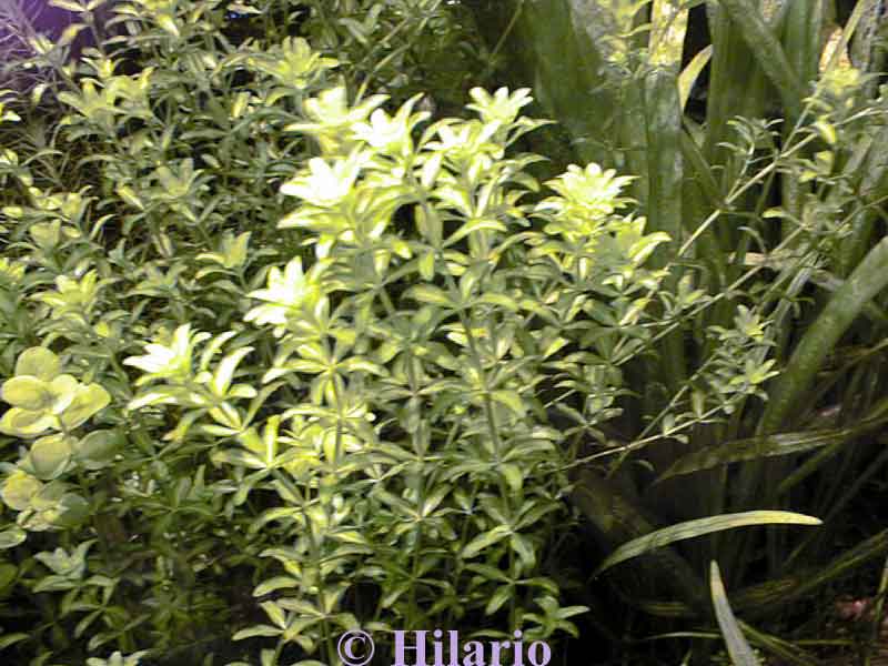 Hemianthus micranthemoides