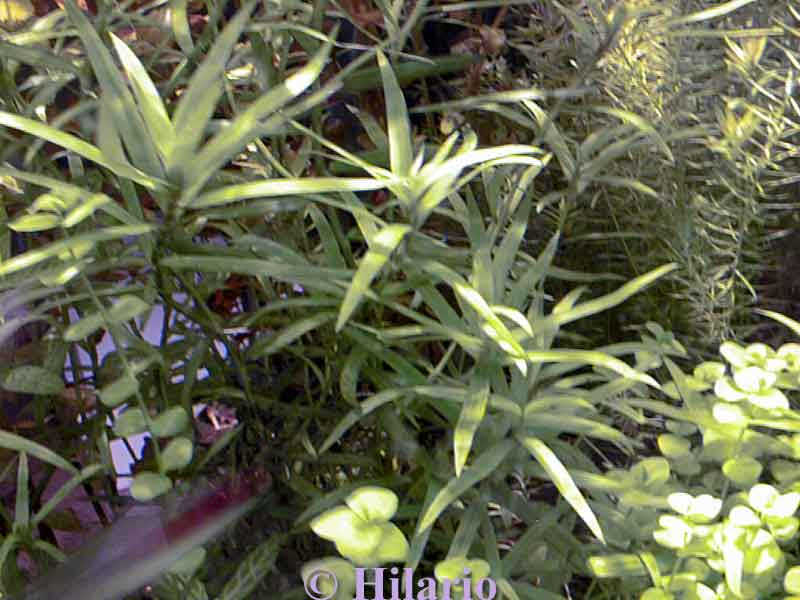 Heterantera zosterifolia