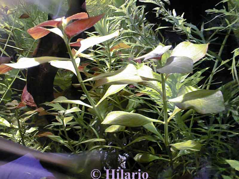 Ludwigia repens