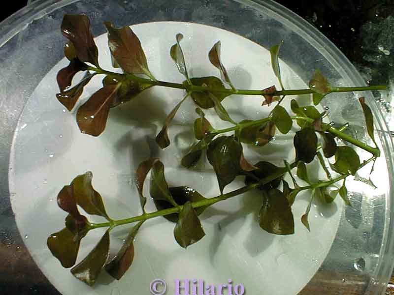 Ludwigia repens