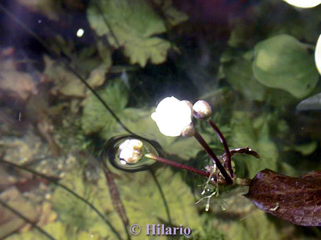 Floraison d'un echinodorus ozelot