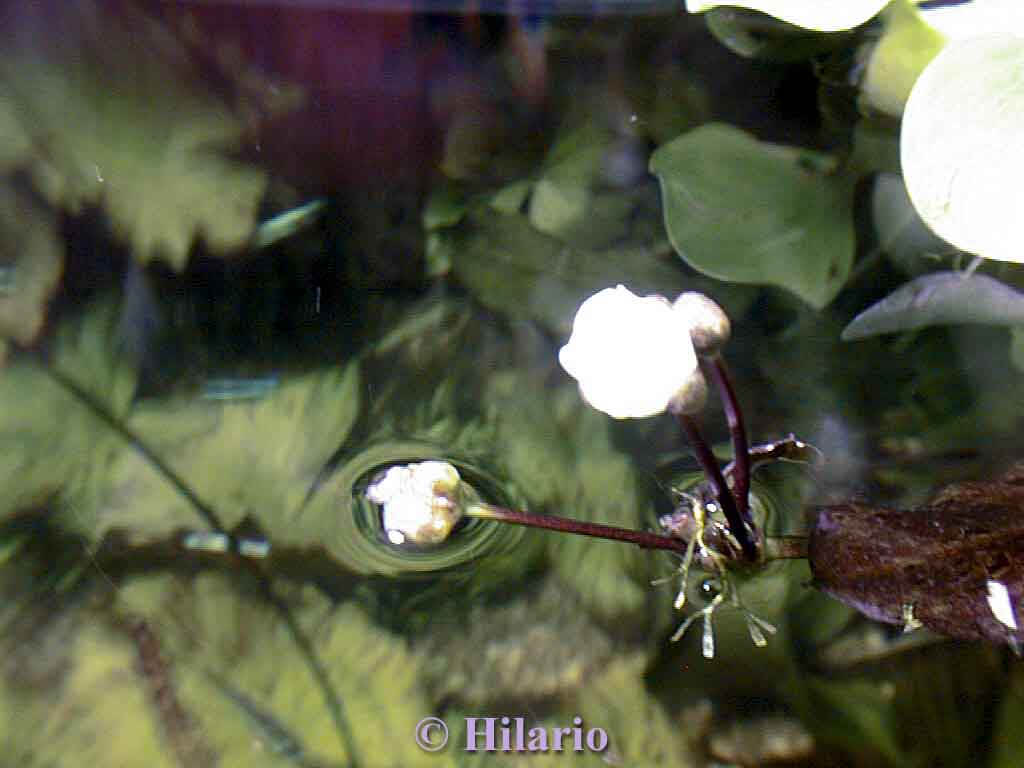 Floraison d'un echinodorus ozelot