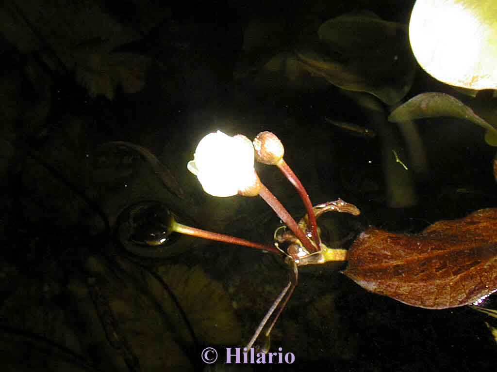 Floraison d'un echinodorus ozelot