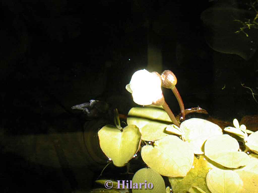 Floraison d'un echinodorus ozelot