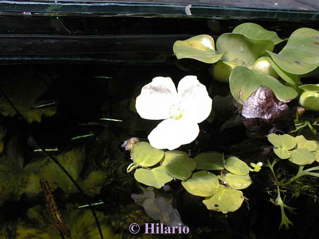Floraison d'un echinodorus ozelot