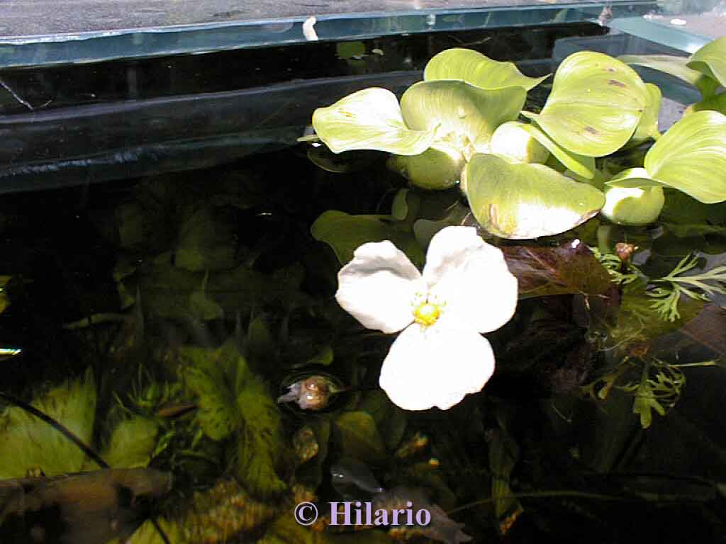 Floraison d'un echinodorus ozelot