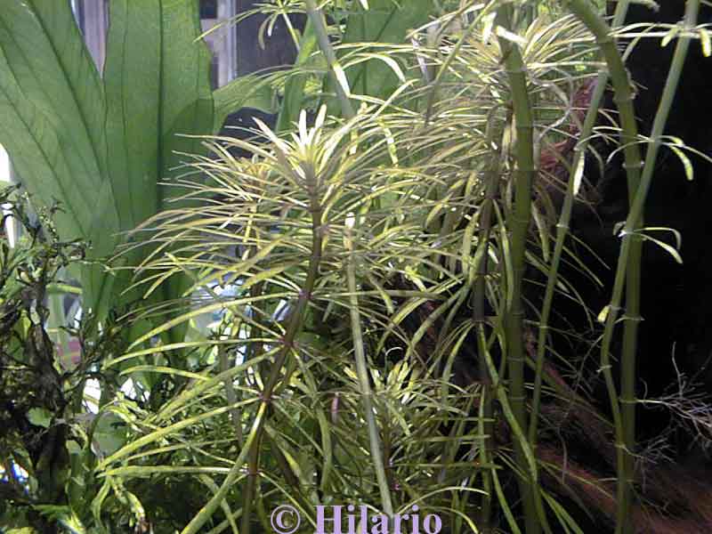 Eusteralis stellata