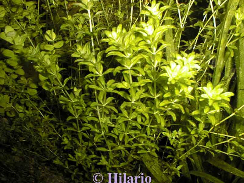 Hemianthus micranthemoides