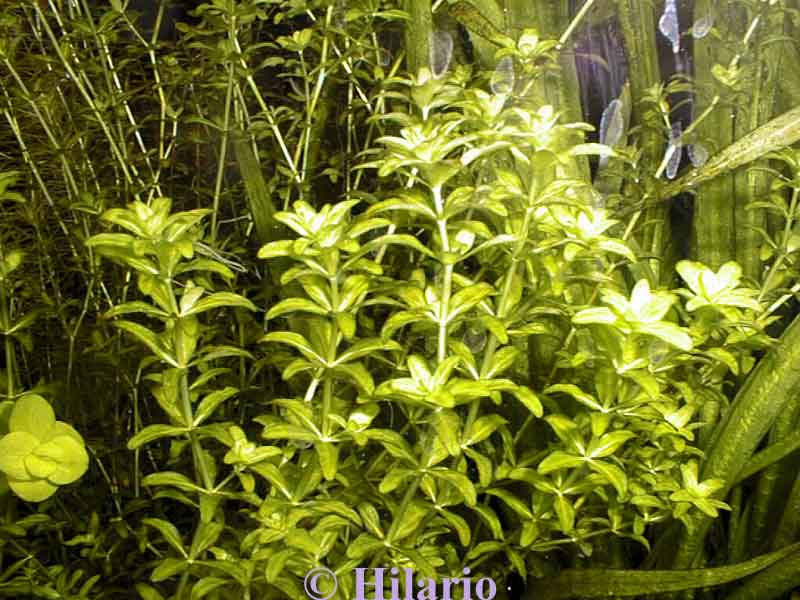 Hemianthus micranthemoides