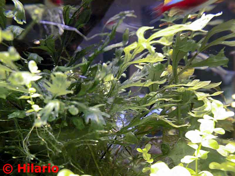Bolbitis heudeloti