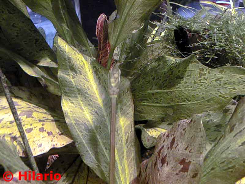 Echinodorus