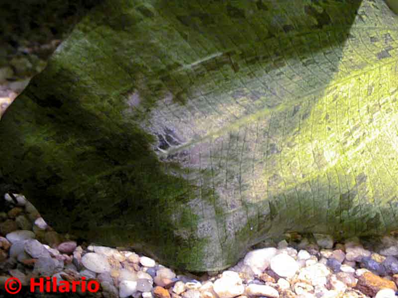 Echinodorus attaquée par ancistrus
