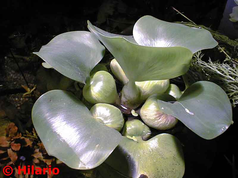 Eichhornia crassipes