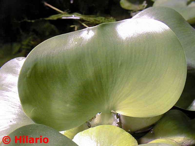 Eichhornia crassipes