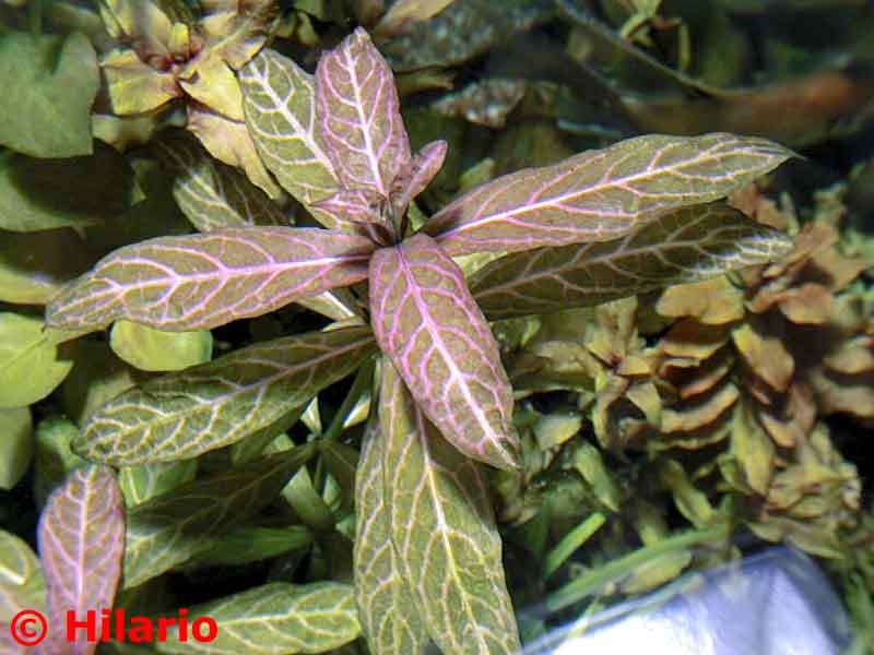 Hygrophila polysperma 'Rosanevig'