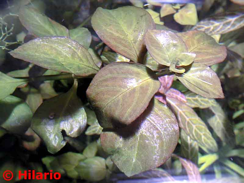 Ludwigia repens