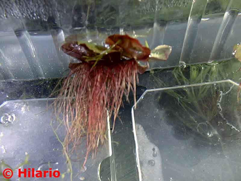 Phyllanthus fluitans
