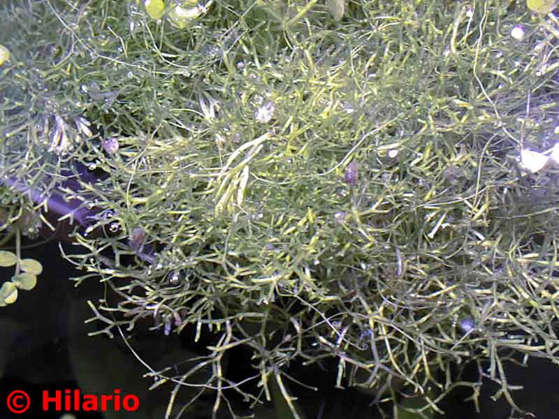 19_03riccia_fluitans10.jpg