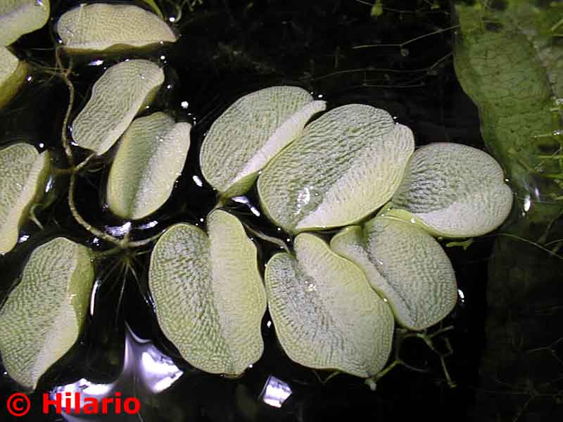 19_03salvinia_auriculata09.jpg