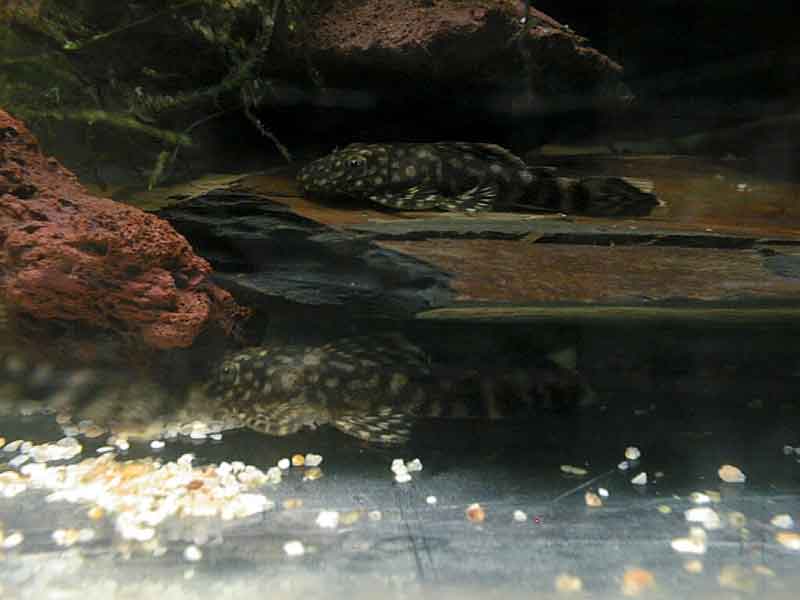 ancistrus