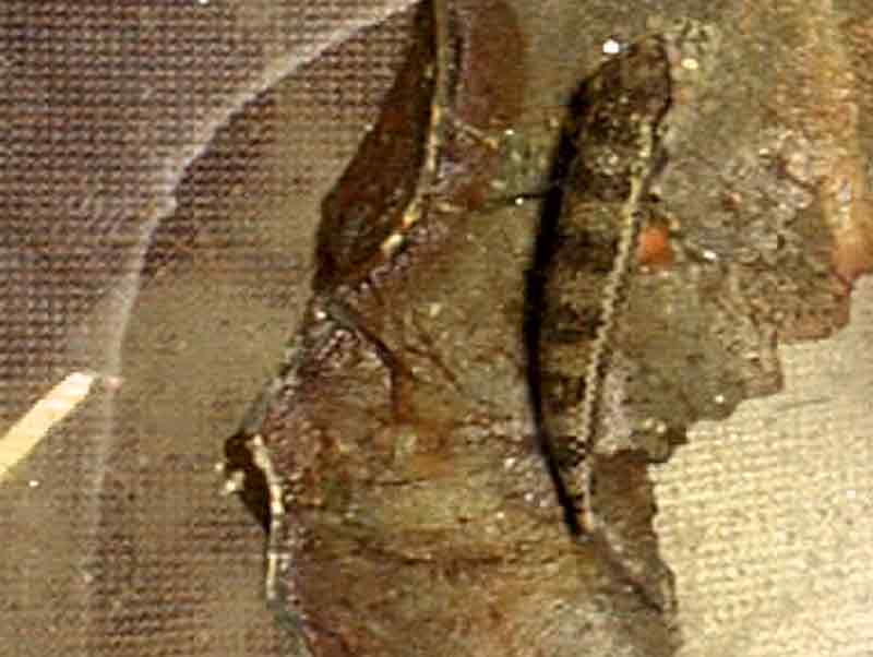 ponte dicrossus filamentosa