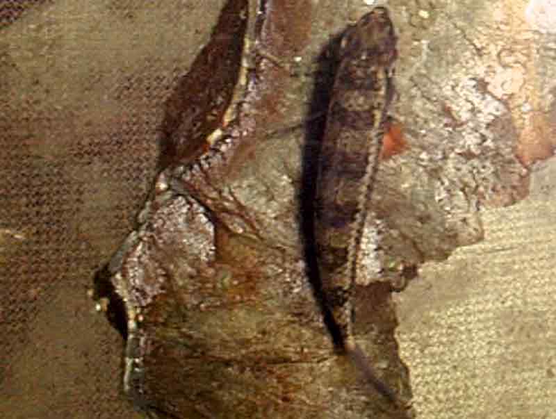 ponte dicrossus filamentosa