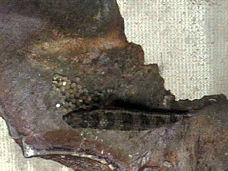 ponte dicrossus filamentosa