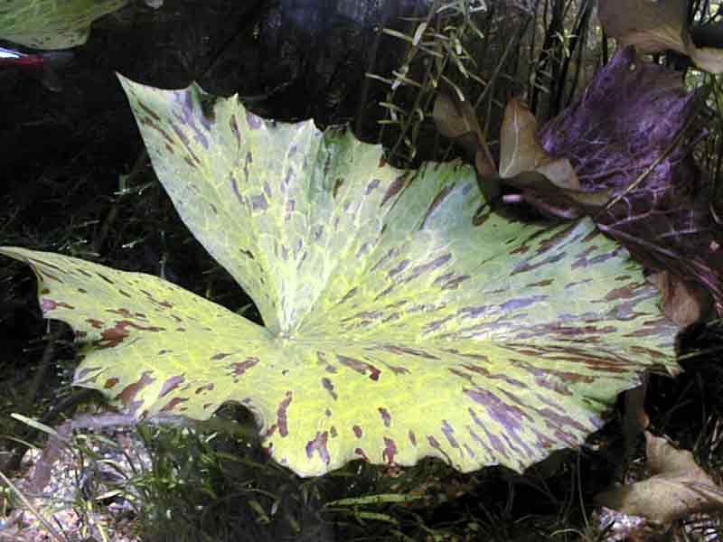 nymphea zinkeri