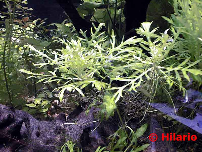 Hygrophila difformis