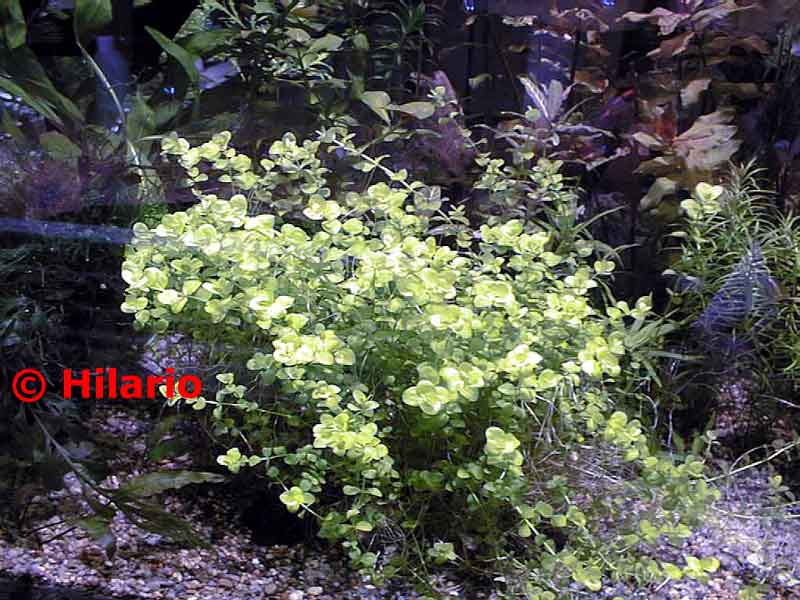 Micranthemum umbrosum