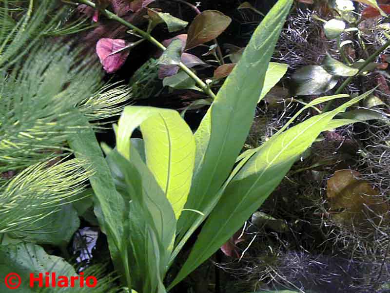 hygrophila corymbosa