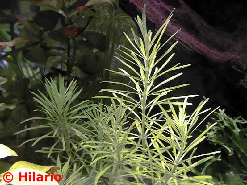 eusteralis stellata