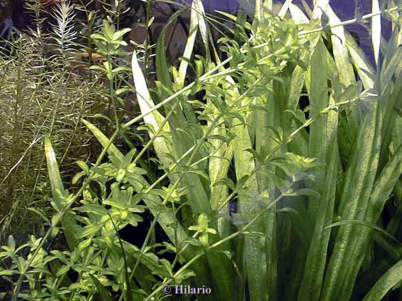 Hemianthus micranthemoides